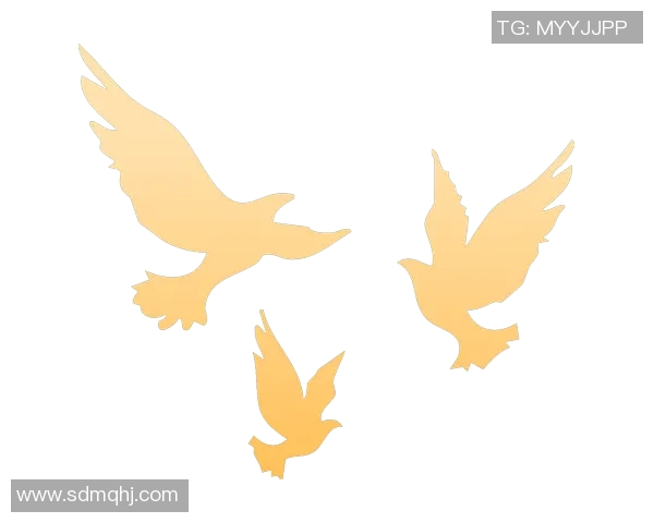 杭州排球队的奋进之路：从默默无闻到联赛强队的蜕变与荣耀